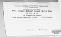 Uromyces hedysari-obscuri image